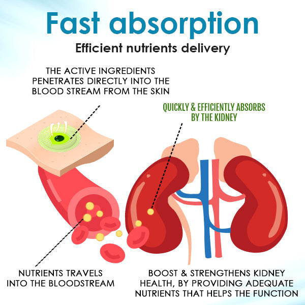 AEXZR™ Kidney Boost Patch - 🌟 Back up by Science and Recommended by Experts 👩‍⚕️