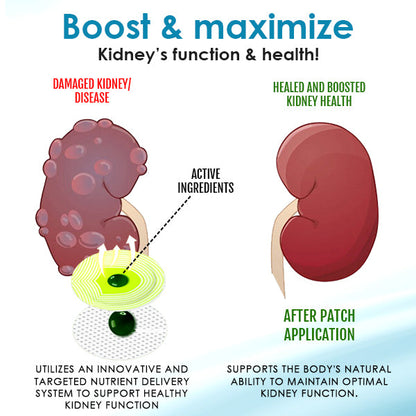 AEXZR™ Kidney Boost Patch - 🌟 Back up by Science and Recommended by Experts 👩‍⚕️